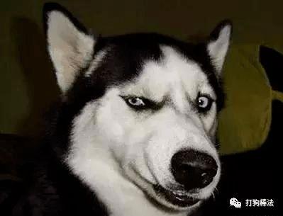 狗眼看人低搞笑视频,笑翻你的搞笑瞬间